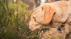 Outdoor Plants That Can Kill Your Pet