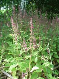 Stachys - Wiktionary