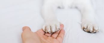 how to find your dog s nail quick