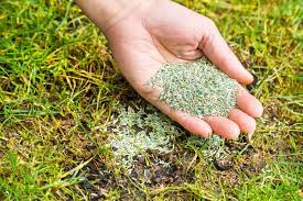 Here's what to do next to take care of your new grass shoots. How To Overseed A Lawn For A Lush Green Yard Bob Vila