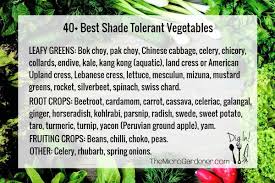 40 Best Shade Tolerant Vegetables