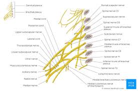 Brachial Plexus Nerves Diagram And Anatomy Kenhub