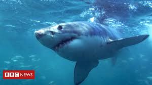 Based on their injuries, this is probably what happened. Maine Shark Attack Us Woman Killed By Great White Bbc News