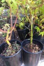 anese maples for bonsai mendocino