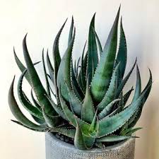 Got this cool looking aloe suarzensis, because of the colors. Aloe From The Other Side Aloe Cactus Cactuslove Succulent Succulove Desert Plant Nature Leafandclay J Succulent Planter Planting Succulents Plants