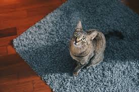 is your cat ing on the bathroom rug