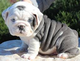 British bulldogs rarely bark but snore, snort, wheeze, grunt, and snuffle instead. English Bulldog Puppies For Sale Under 1000 English Bulldog Puppies