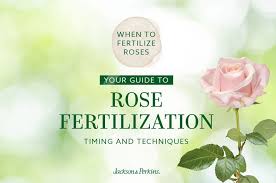 when to fertilize roses your guide to