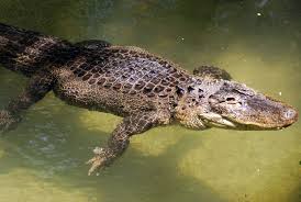 American Alligator – Saginaw Children's Zoo