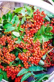 easy homemade rowan berry jelly