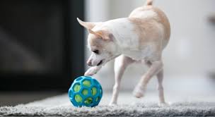 hol ee roller dog toy 10 ways to play