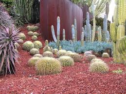 Succulent Garden Our Fav Picture Of