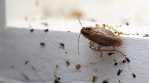 how to get rid of unwanted roaches