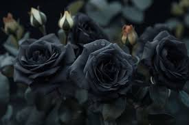 black rose flower meaning symbolism
