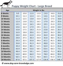 Described English Shepherd Growth Chart Mastiff Growth Chart