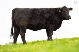 cleric gifts pedigree aberdeen angus