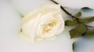 white rose hd photos free