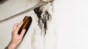 How To Remove Black Mold How To Remove