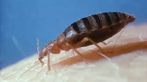 kill bed bugs without chemicals