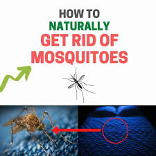 Get Rid Of Mosquitoes Inside The House