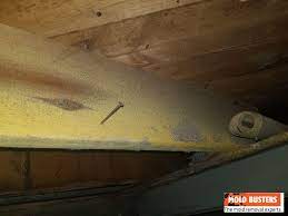 what is yellow mold how to identify