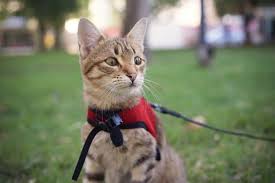The 25 Best Cat Harnesses Of 2019 Cat Life Today