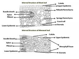 leaf monocot and dicot cross section