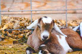 deworming goats a step by step guide