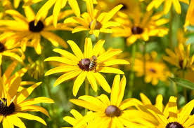 Bees see colors in the ultraviolet spectrum so the tones are in black. 12 Flowers That Are Good For Bees Southern Living
