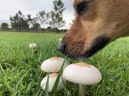 can dogs eat mushrooms how to tell
