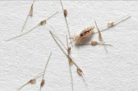 It Helps To Understand Head Lice And Their Life Cycle