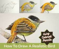 Draw A Realistic Bird In Colored Pencil