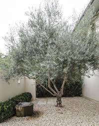 Olive Tree Courtyard Garden Fountain