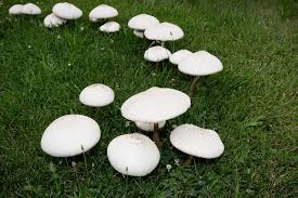 why have mushrooms taken over my lawn