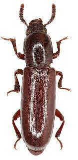 confused flour beetle control and