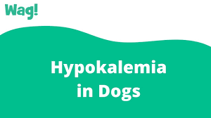 low blood potium in dogs symptoms