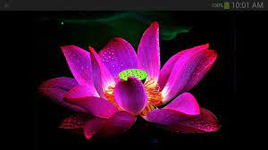 Lotus Flower Wallpaper:Amazon.de ...