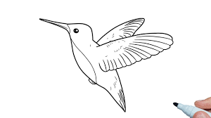 how to draw a hummingbird easy step by