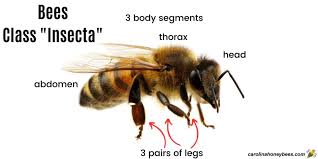 are honey bees insects carolina