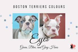 The boston terrier originated in boston, massachusetts in the mid 1800s.when some wealthy boston residents decided to cross some of their finest dogs, the boston terrier was formed via a cross between a bulldog and a. Blue Boston Terriers And Other Rare Colours With Pictures