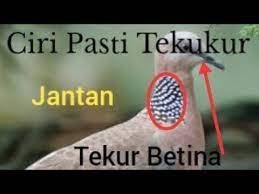 Check spelling or type a new query. Ciri Ciri Tekukur Jantan Dan Betina Pasti Sesuai Pengalaman Youtube