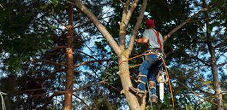 Services for augusta & grovetown, ga. Low Cost Tree Removal In Augusta Ga Cut Down Your Tree Today