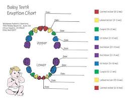 Image Result For Two Year Molars Baby Teething Chart