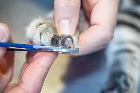 how do professionals cut cat nails 7