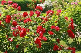 Rose Garden In Deering Oaks Park How