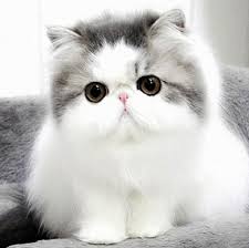 10 baka kucing paling cantik. Gambar Kucing Parsi