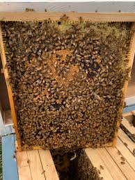 b natural beekeeping tasmania