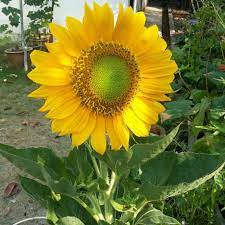 Contoh rpph tema tanaman bunga matahari. Benih Bunga Matahari Photos Facebook