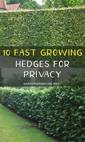 10 Fast Growing Hedges For Privacy