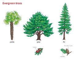 evergreen 1 adjective definition